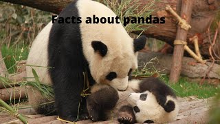 Interesting facts you want to know about pandas