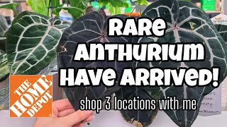 3 HOME DEPOTS IN ONE DAY!! 🖤 Hunting Down the Doc Block Anthurium ✨️