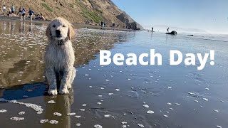 My pets go to the beach for the first time!