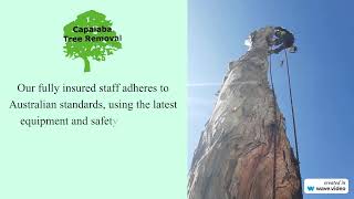 Tree Removal Wynnum - Capalaba Tree Removal
