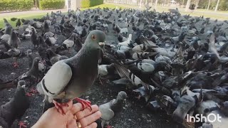 so many pigeons that are gentle.  #pigeons
