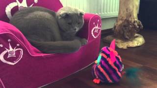 Sochi The Cat: Life with Furby / s02.e06 HD