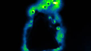 Bioluminescent mycelium 01