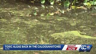 Toxic algae blooms threaten animals and humans in Alva canals