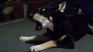 JD about 5 months old