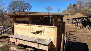 FINALLY, NEW NESTING BOXES GET PUT ON THE TAJ MA COOP | EVERYTHING IS COMING TOGETHER NICLEY