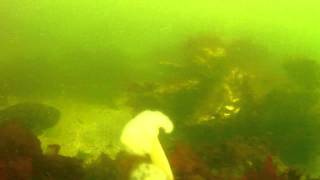 3 big lingcod on wreck
