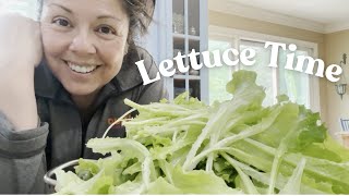 Garden Update, Lettuce Harvest, and Next Steps for SomerTime