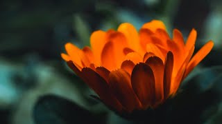 flowers show in morning,  world place (1080P)