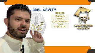 🧠 Blood, Nerve Supply & Lymphatics of the Oral Cavity | Smart Dental Academy