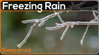 ►Rain Sounds for Sleeping on a Frozen Branch in Winter