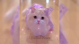  Try not to say Aww 🤗🥰# Funniest Cat Moments Ever 😂🐾 # Cute  cat video 😹