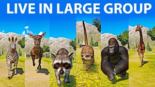 Animals that Live in Large Groups Speed Races in Planet Zoo included Gorilla, Meerkat,  Raccoon