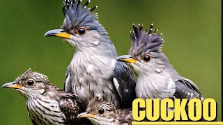cuckoo bird | birds Histrology