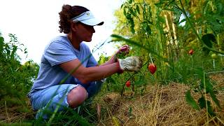 Wasn't meant to be - but there's tomatoes ! - Ep. 204