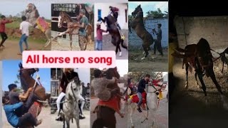 all horse no song