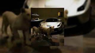 𝙐𝙙𝙞𝙚𝙉𝙣𝙭 • 𝙎𝙩𝙧𝙪𝙘𝙩 • 𝙎𝙡𝙤𝙬𝙚𝙙 • 𝙍𝙚𝙫𝙚𝙧𝙗 (𝙑12 𝙎𝙤𝙪𝙣𝙙)