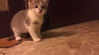 Kitten Assault! / 子猫のレスリング！