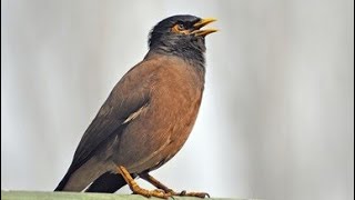 Mayna talking bird starling talking bird (@SufiBirds384 ) #youtubeshorts