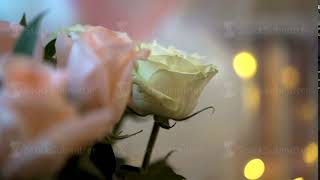 Roses with Bokeh of Garland Valentine's Day