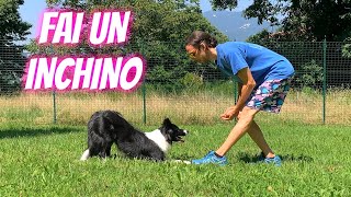 I teach Knoxy a NEW COMMAND in no time!!