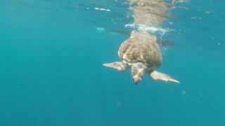 Sea Turtle