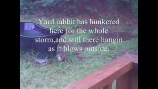 Issac Storm : Mind your pets