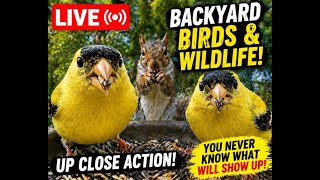 LIVE Backyard Birds & Wildlife — Up Close Action! 🐦🐿️