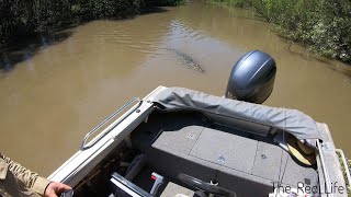 CROC ATTACKS BOAT! Mud Crab & Salmon Mission