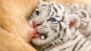 3 White Tiger Cubs Were Left To DIE. So A Golden Retriever NURSED Them.