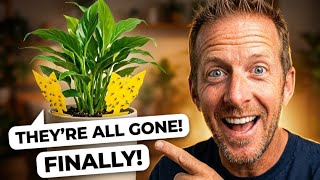 Get Rid of Fungus Gnats | How to, Tips, and Tricks