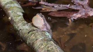 Noisy Frog