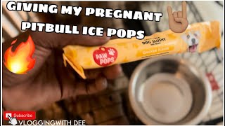 FEEDING MY PREGNANT AMERICAN BULLY PAW POPS ICE POPS