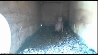 Kookaburra Chick 11/17/2014 Video 35