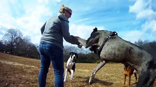 Play With My Pets in a Beautiful Dog Park