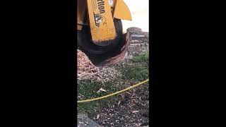 Oberlanders Grinding out a stump