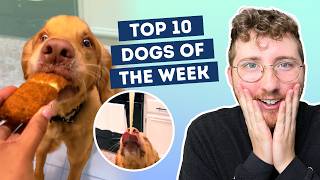 This Dog Just Discovered Mozzarella Sticks