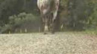 Learn about NATURAL HOOF CARE for healthy BAREFOOT HORSES!