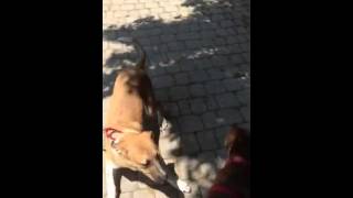 Tess Second Meeting 1