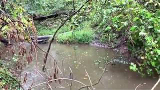 Rain Drops on a Stream in a Ravine