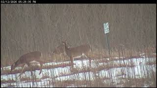 Deer Visit the Grove Can you Spot all the Deer - NCTC Bald Eagles - Feb 12, 2026 - Field Cam Footage