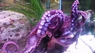 Super purple Octopus