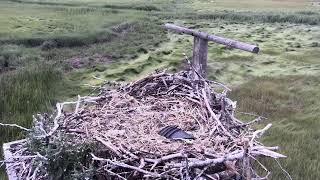 Cape Cod Museum of Natural History Live Stream