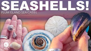 NEW Beach | The Other Side of The Island! | Bayside Shelling | Beach Hunt | Shelling New England