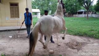 Hors dans dinesh m darbar