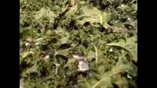 All Hail Kale ! Cheesy (but NO cheese) Kale Chips