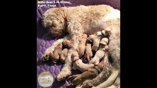 MILLIE  BEAU 3-14-19 Litter  Standard multigenerational goldendoodles (4fb)