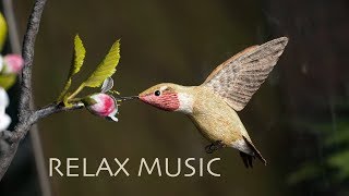 Beautiful Relaxing Music : Sleep Music ,Bird sounds,Meditation Music