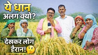 🔥 ये धान अलग क्यों? 🌾 | Healthy Paddy Crop | CG Farmer Experience