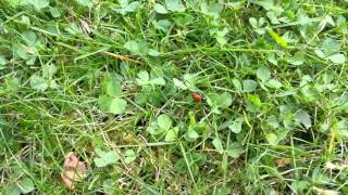 Busy ladybird